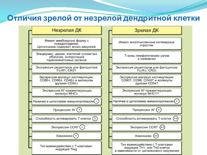 Отличия зрелой от незрелой дендритной клетки