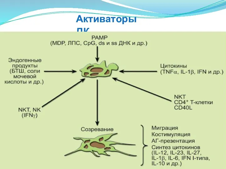 Активаторы ДК