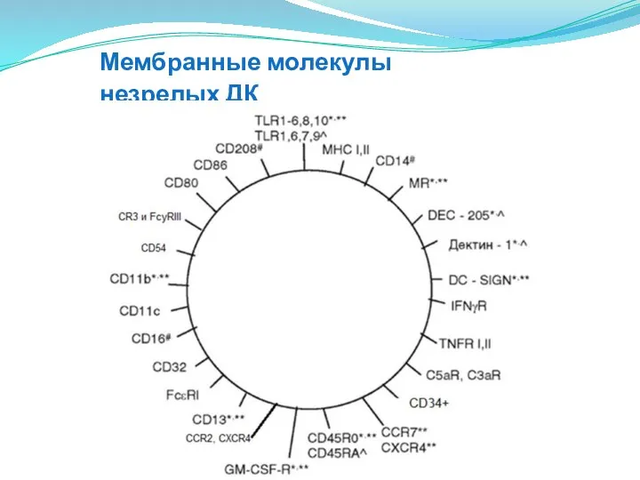 Мембранные молекулы незрелых ДК