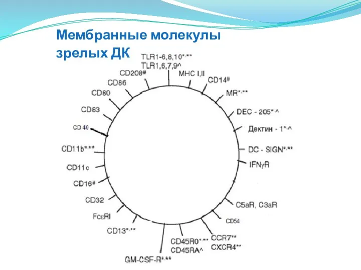 Мембранные молекулы зрелых ДК