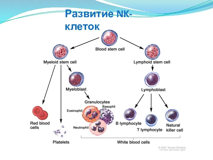 Развитие NK-клеток