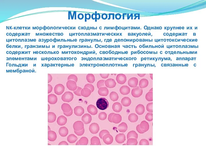 NK-клетки морфологически сходны с лимфоцитами. Однако крупнее их и содержат множество