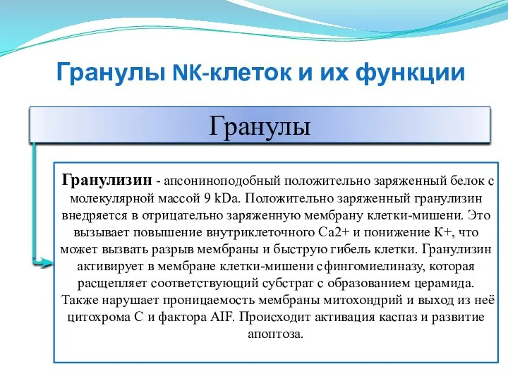 Гранулы Гранулизин - апсониноподобный положительно заряженный белок с молекулярной массой 9