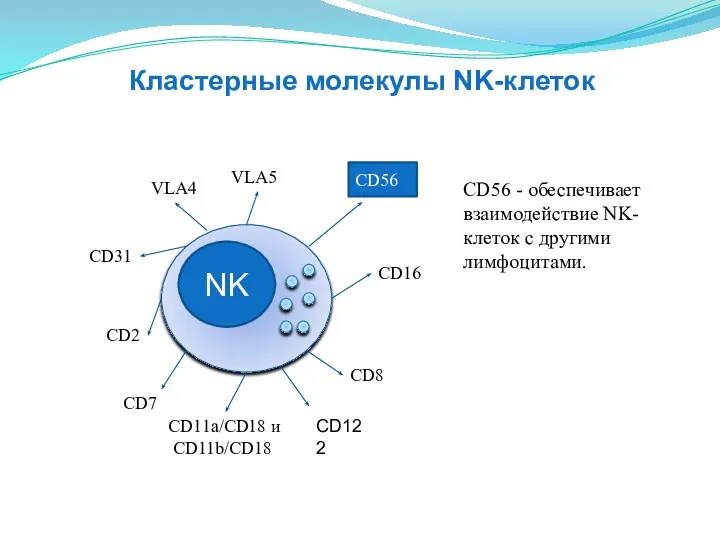 NK CD16 CD8 CD2 CD11a/CD18 и CD11b/CD18 СD31 VLA4 VLA5 СD56