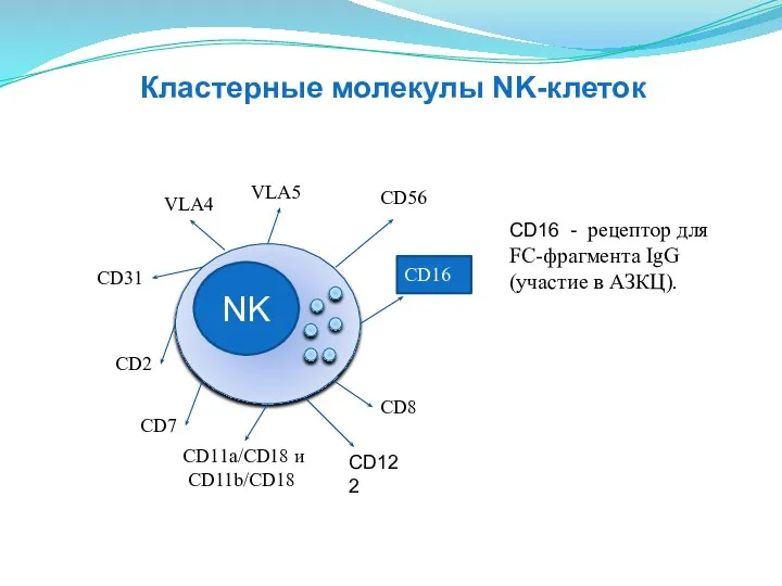 NK CD8 CD2 CD11a/CD18 и CD11b/CD18 СD31 VLA4 VLA5 СD56 CD16