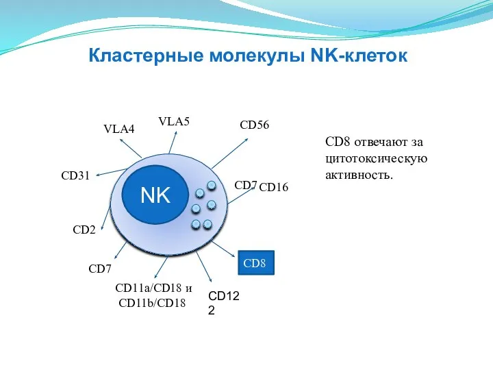 NK CD16 CD2 CD11a/CD18 и CD11b/CD18 СD31 VLA4 VLA5 СD56 CD8