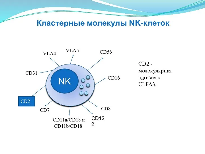 NK CD16 CD11a/CD18 и CD11b/CD18 СD31 VLA4 VLA5 СD56 CD8 CD2