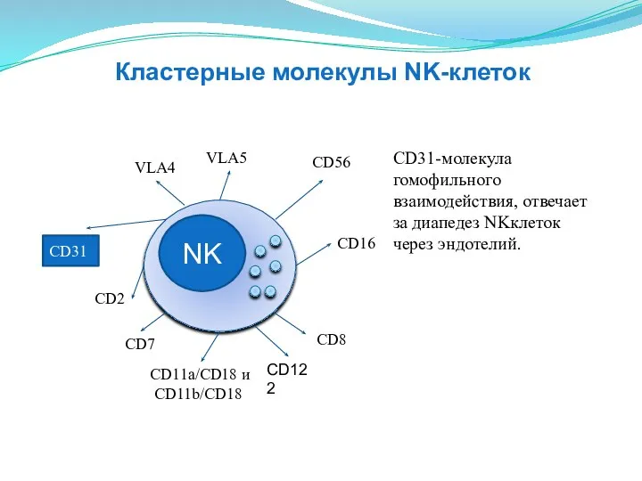 NK CD16 CD2 CD11a/CD18 и CD11b/CD18 VLA4 VLA5 СD56 CD8 СD31