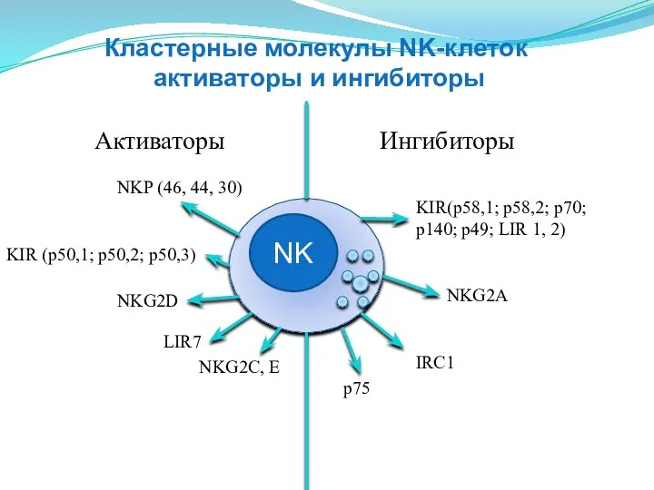 NK Активаторы Ингибиторы NKP (46, 44, 30) KIR (p50,1; p50,2; p50,3)
