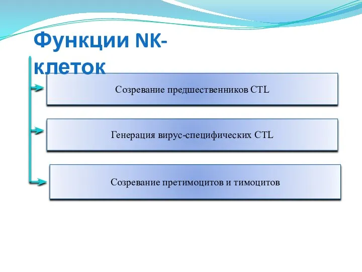 Созревание предшественников CTL Генерация вирус-специфических CTL Созревание претимоцитов и тимоцитов Функции NK-клеток