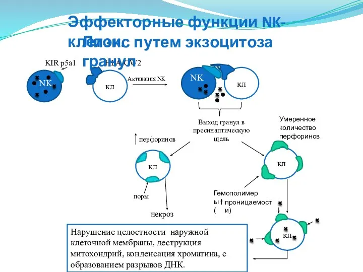 NK KIR p5a1 кл HLA-CW2 Активация NK кл NK Выход гранул