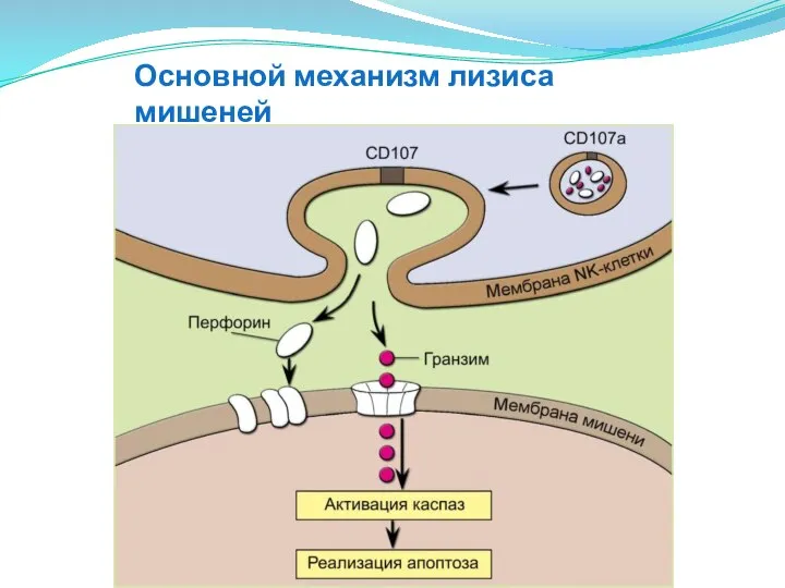 Основной механизм лизиса мишеней