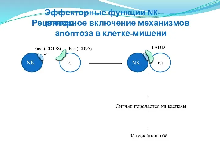 NK кл FasL(CD178) Fas (CD95) NK кл FADD Сигнал передается на