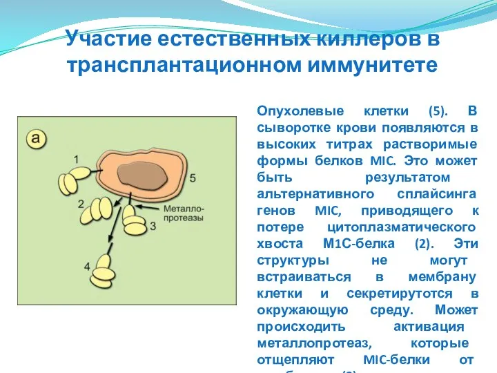 Опухолевые клетки (5). В сыворотке крови появляются в высоких титрах растворимые