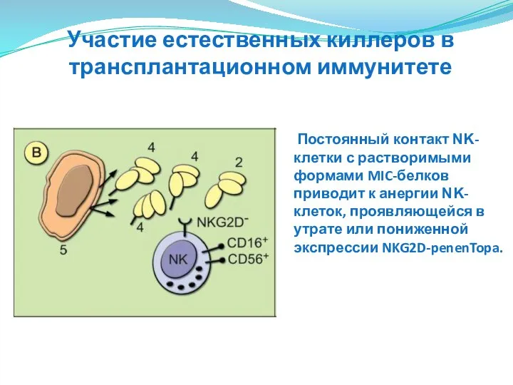 Постоянный контакт ΝΚ-клетки с растворимыми формами MIC-белков приводит к анергии ΝΚ-клеток,