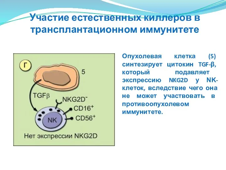 Опухолевая клетка (5) синтезирует цитокин TGF-β, который подавляет экспрессию NKG2D у