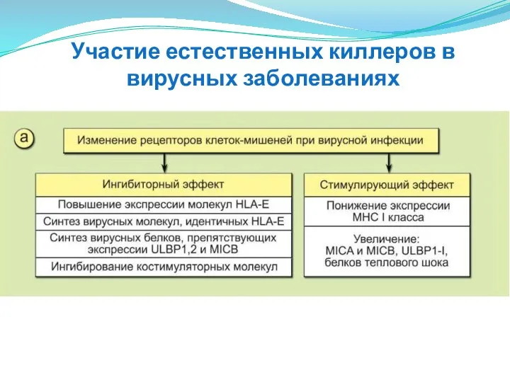 Участие естественных киллеров в вирусных заболеваниях