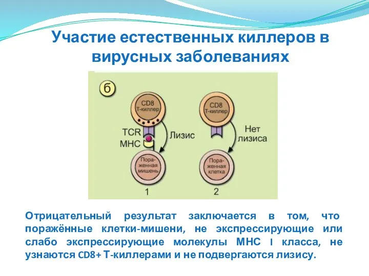 Отрицательный результат заключается в том, что поражённые клетки-мишени, не экспрессирующие или