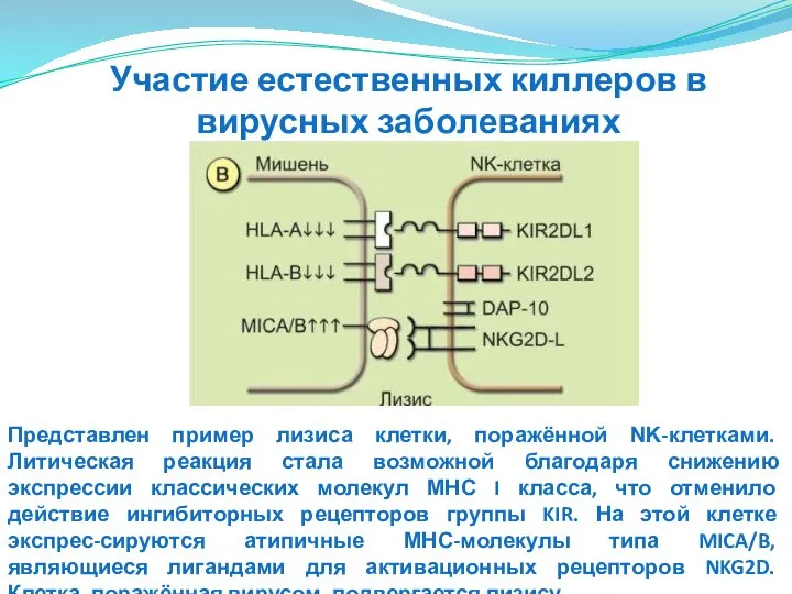 Представлен пример лизиса клетки, поражённой ΝΚ-клетками. Литическая реакция стала возможной благодаря