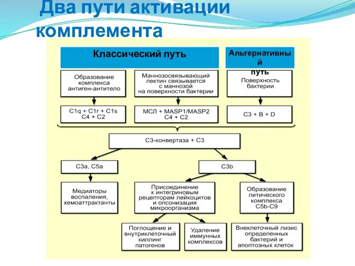 Два пути активации комплемента Классический путь Альтернативный путь