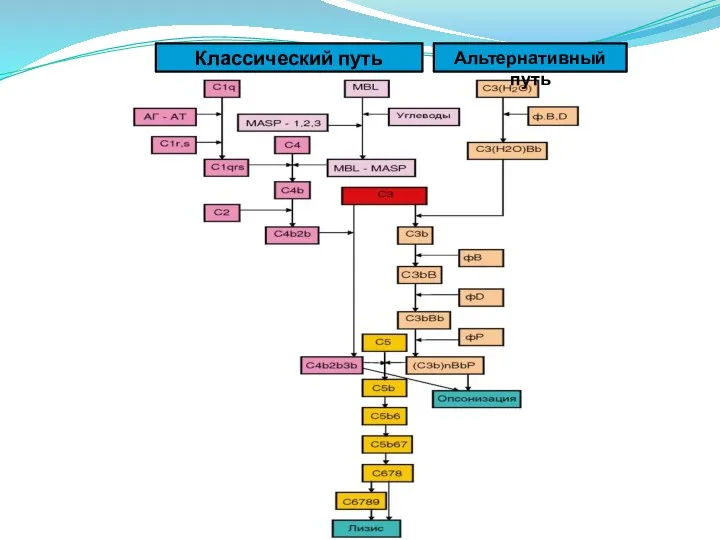 Классический путь Альтернативный путь