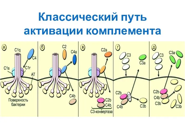 Классический путь активации комплемента