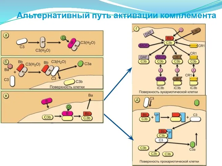 Альтернативный путь активации комплемента