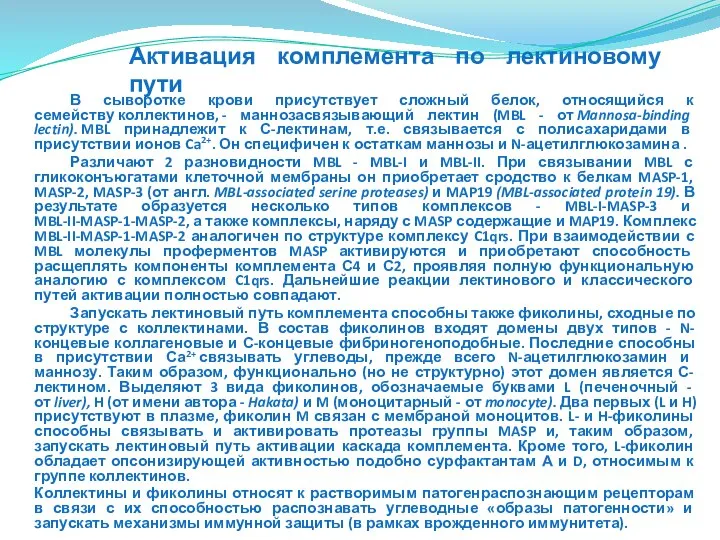 В сыворотке крови присутствует сложный белок, относящийся к семейству коллектинов, -