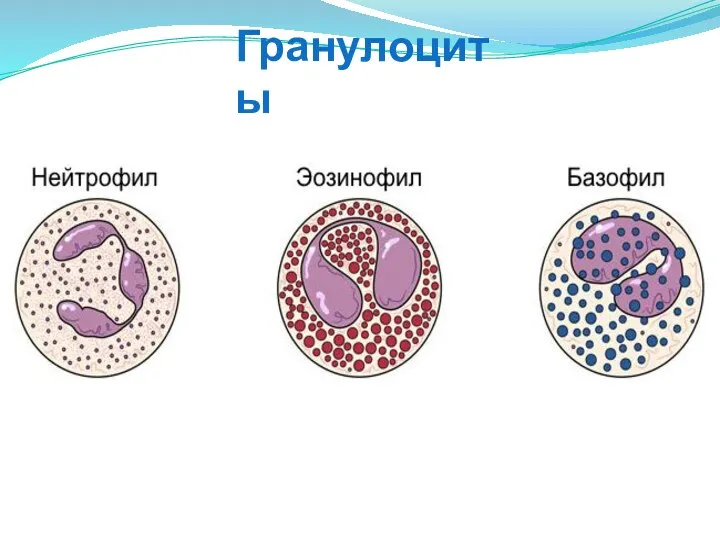 Гранулоциты