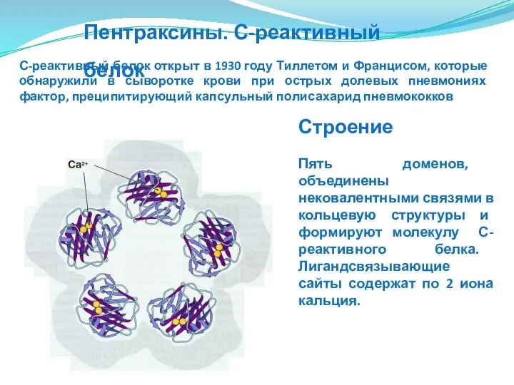 Пентраксины. С-реактивный белок Строение Пять доменов, объединены нековалентными связями в кольцевую