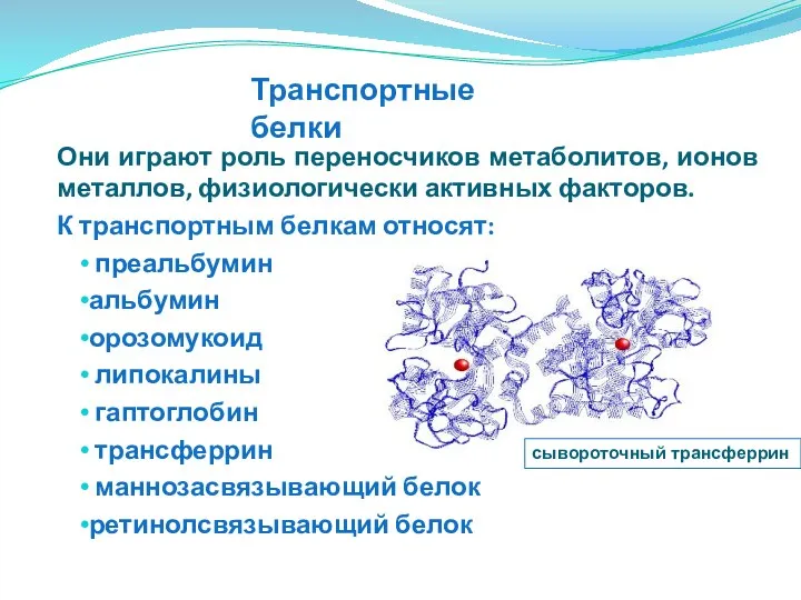 Они играют роль переносчиков метаболитов, ионов металлов, физиологически активных факторов. К