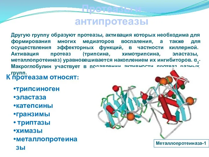 Протеазы и антипротеазы Другую группу образуют протеазы, активация которых необходима для