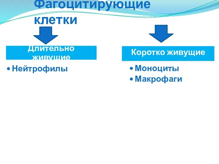 Фагоцитирующие клетки Моноциты Макрофаги Нейтрофилы