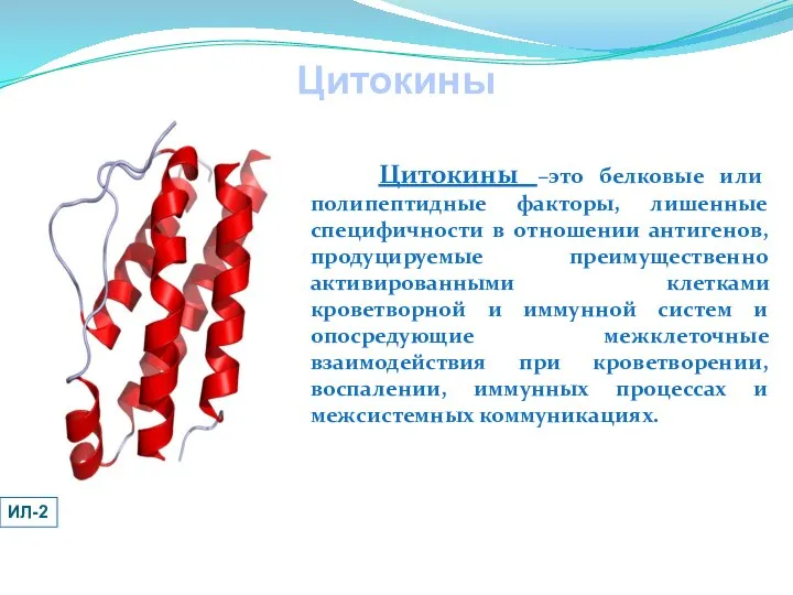 Цитокины Цитокины –это белковые или полипептидные факторы, лишенные специфичности в отношении