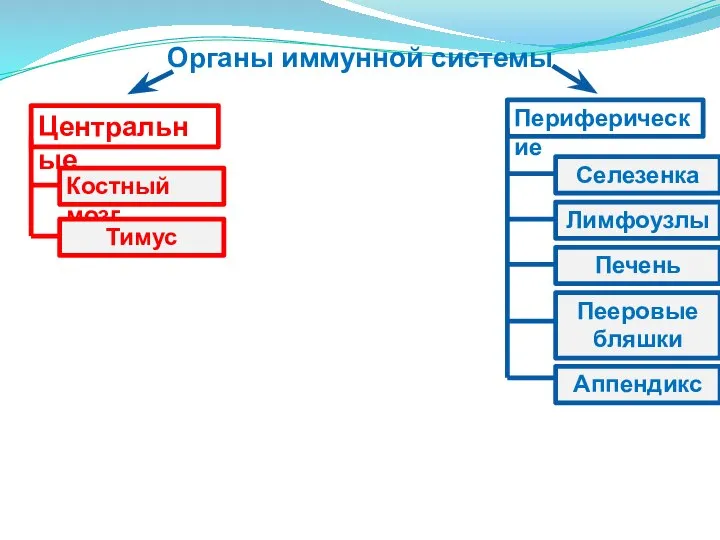 Органы иммунной системы Центральные Периферические Костный мозг Тимус Селезенка Аппендикс Пееровые бляшки Печень Лимфоузлы