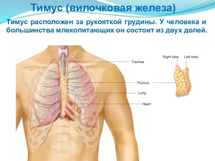 Тимус (вилочковая железа) Тимус расположен за рукояткой грудины. У человека и