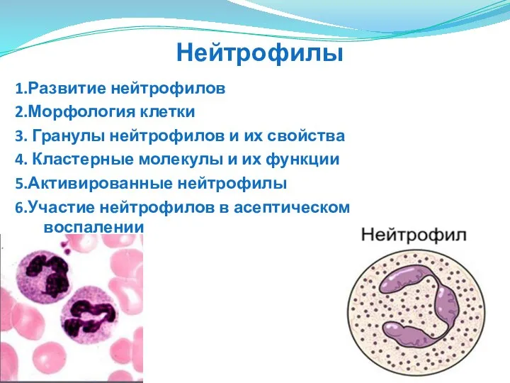 1.Развитие нейтрофилов 2.Морфология клетки 3. Гранулы нейтрофилов и их свойства 4.