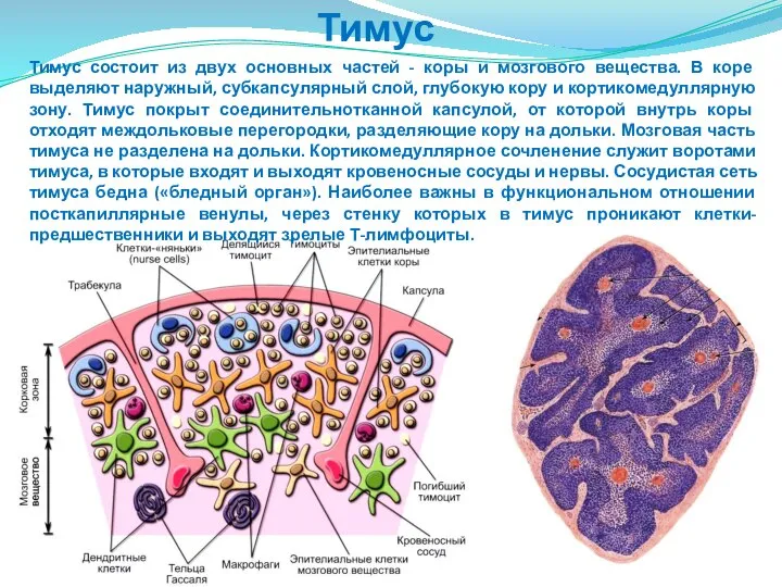 Тимус Тимус состоит из двух основных частей - коры и мозгового