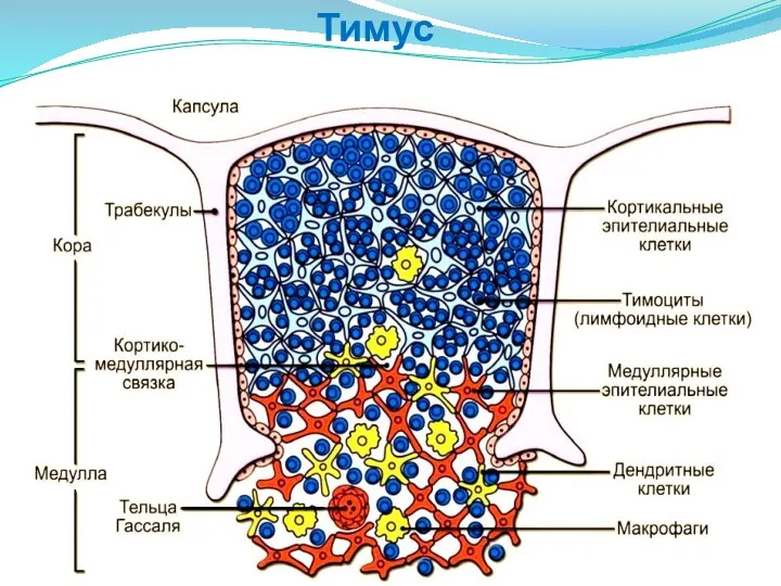 Тимус