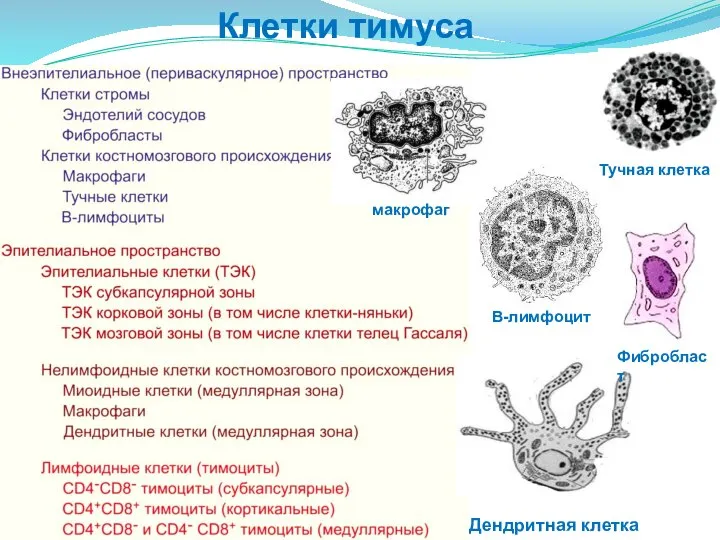 Клетки тимуса макрофаг В-лимфоцит Тучная клетка Дендритная клетка Фибробласт