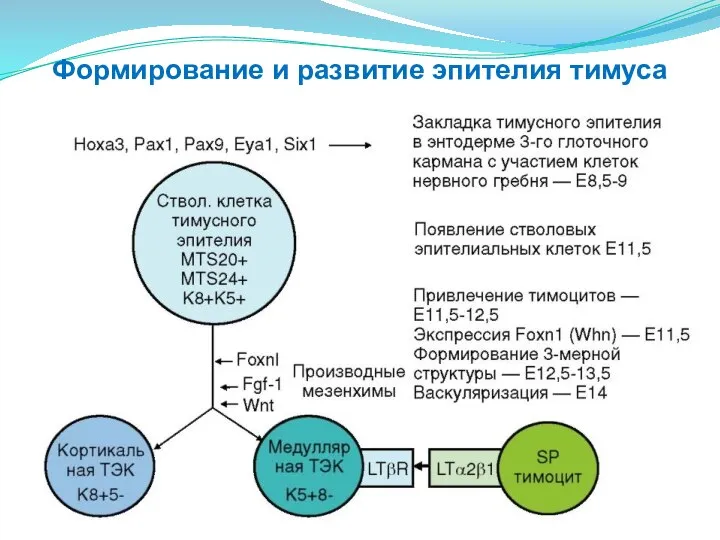 Формирование и развитие эпителия тимуса