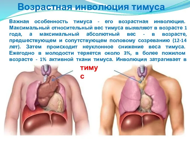 Возрастная инволюция тимуса Важная особенность тимуса - его возрастная инволюция. Максимальный