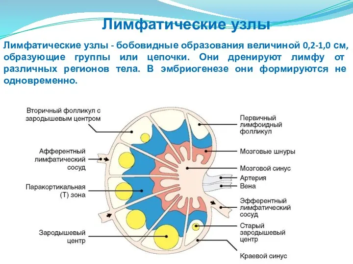 Лимфатические узлы - бобовидные образования величиной 0,2-1,0 см, образующие группы или