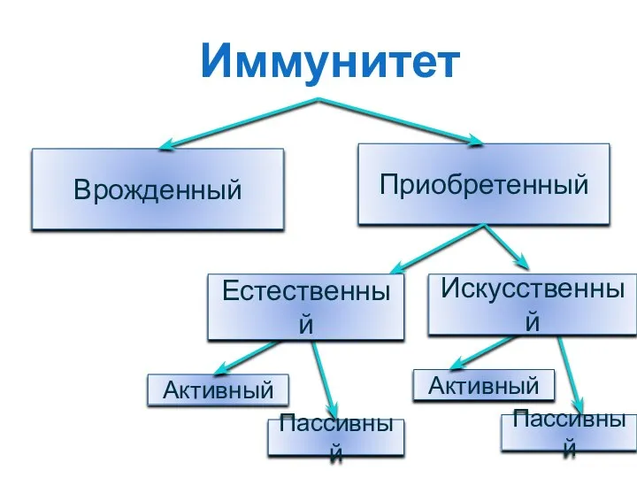 Врожденный Приобретенный Иммунитет Активный Пассивный Пассивный Активный Искусственный Естественный