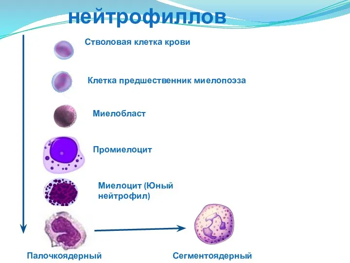 Развитие нейтрофиллов Стволовая клетка крови Клетка предшественник миелопоэза Миелобласт Промиелоцит Миелоцит