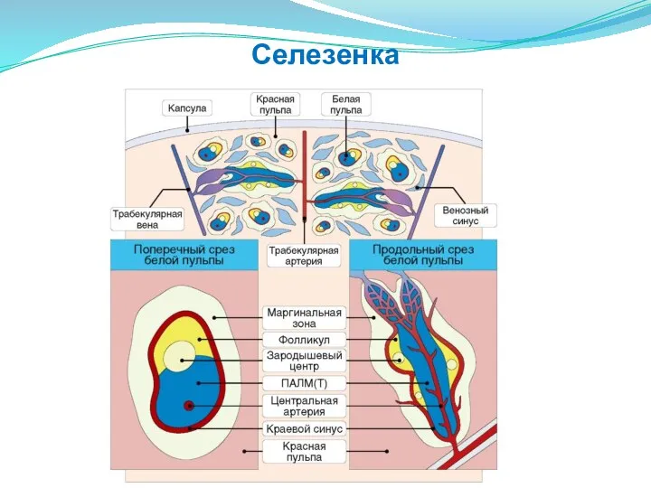 Селезенка