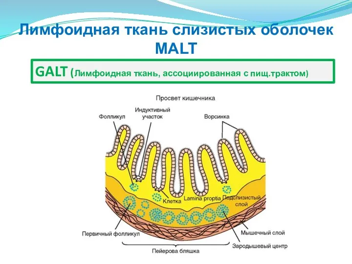 Лимфоидная ткань слизистых оболочек MALT GALT (Лимфоидная ткань, ассоциированная с пищ.трактом)