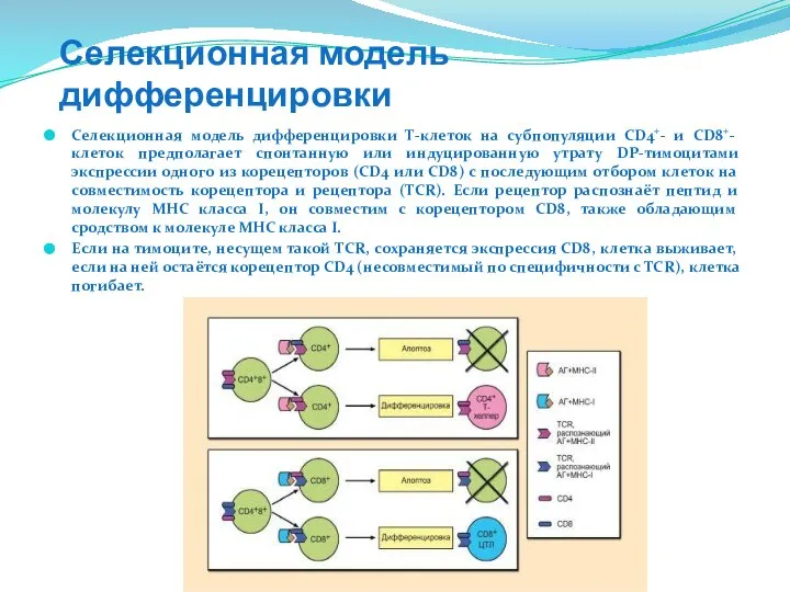 Селекционная модель дифференцировки Селекционная модель дифференцировки Τ-клеток на субпопуляции CD4+- и