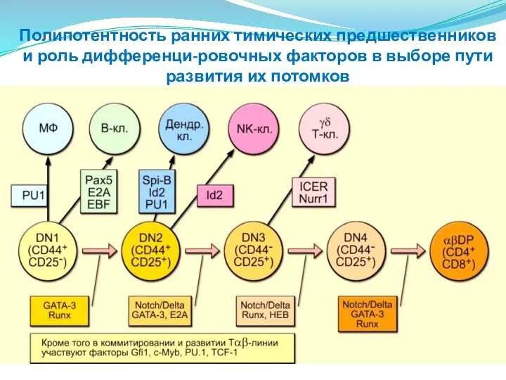 Полипотентность ранних тимических предшественников и роль дифференци-ровочных факторов в выборе пути развития их потомков