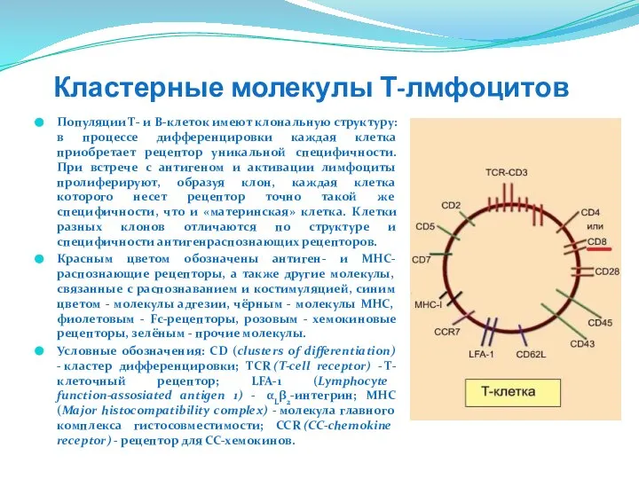 Кластерные молекулы Т-лмфоцитов Популяции Т- и В-клеток имеют клональную структуру: в